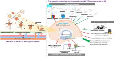 Relationship between adult subventricular neurogenesis and Alzheimer’s disease: Pathologic roles and therapeutic implications
